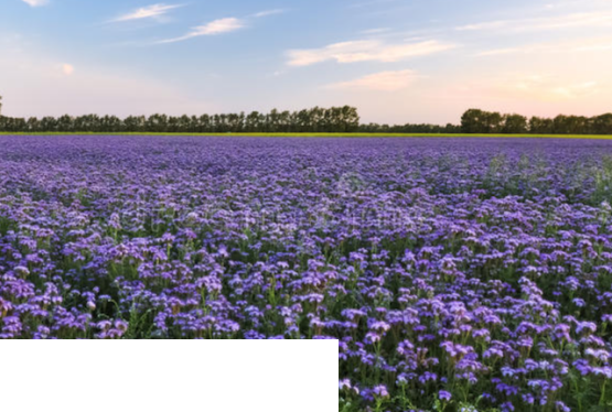 Kontraktacja Skup i Sprzedaż