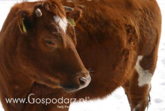 Bułgaria – Wykryto przypadki zachorowań na pryszczycę