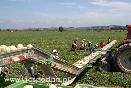 Taśma kapuściana o długości 7 m, szerokości 40 cm SWEERE