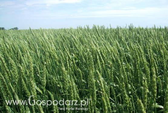 Ceny zbóż na giełdach światowych – 2.03.2012