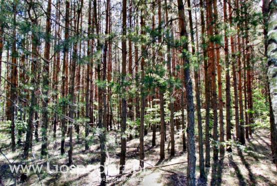 SPRZEDAM GRUNTY ORNE, ŁĄKI, PASTWISKA, LASY, NIEUŻYTKI