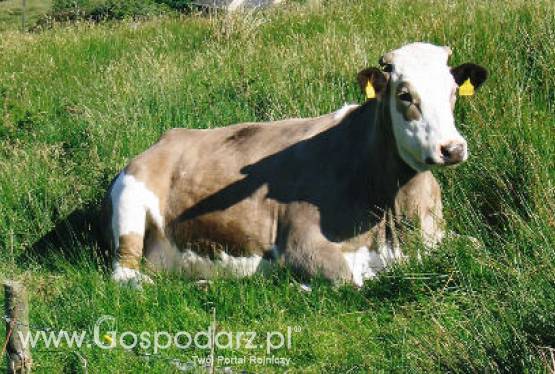 Zaskakująco wysokie ceny mleka w styczniu