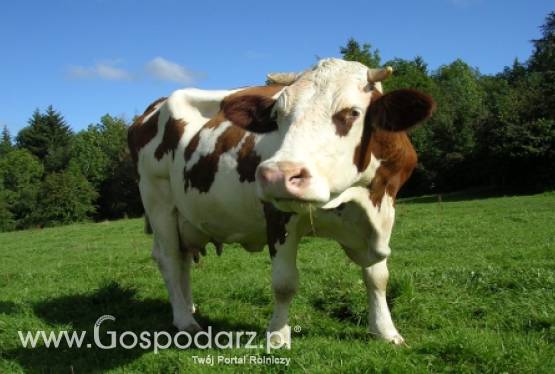 Ceny bydła w Unii Europejskiej rosną