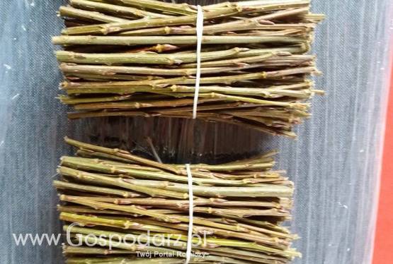 sztobry sadzonki topola hybryda 275ilos100sz+ koszty wysyłki