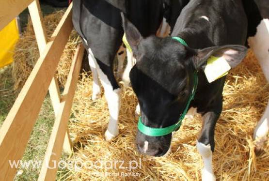 Dla cieląt dobre są prebiotyki