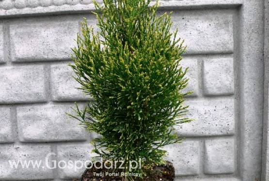 Thuja Occidentalis Smaragd Wittbont - żywotnik zachodni Smaragd Wtittbont