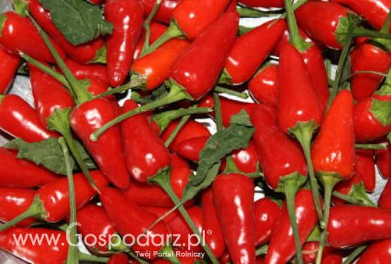 Włochy – Targi pikantnej papryczki