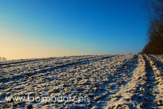 ARiMR zakończyła przyjmowanie wniosków o udzielenie pomocy na ponowne obsianie pól na których m.in. wymarzły uprawy