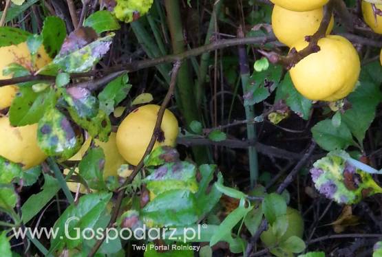 Owoce pigwowca japońskiego