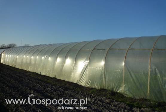 Sprzedam 2 tunele foliowe