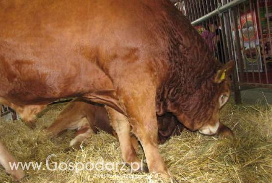 Hiszpania – Maleje pogłowie bydła