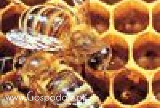 Wiosenne Targi Ogrodnicze i Targi Pszczelarskie