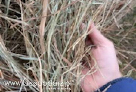 SPRZEDAM SIANO W BALOTACH 160X120