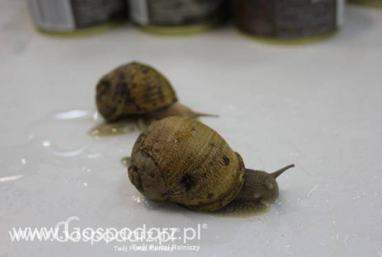 Wizyta na fermie hodowli ślimaków