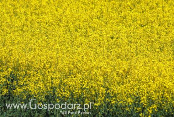 Soja i rzepak kontynuowały w poniedziałek wzrosty –3.04.2012