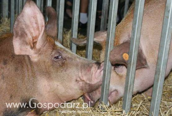 Spadek pogłowia unijnej trzody chlewnej