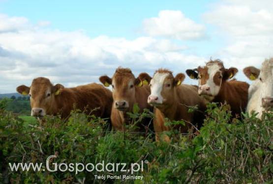 Kanada – Potrzebne jest wsparcie w sektorze wołowiny