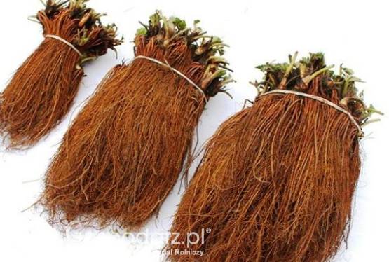 Sadzonki truskawek frigo od 700 sztuk