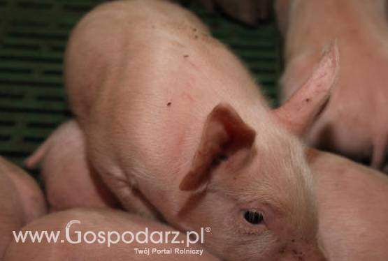 Chiny – Sprowadzą brytyjską trzodę chlewną