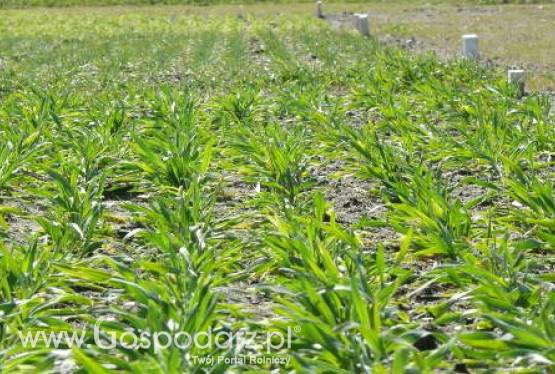 Komunikat w sprawie integrowania produkcji