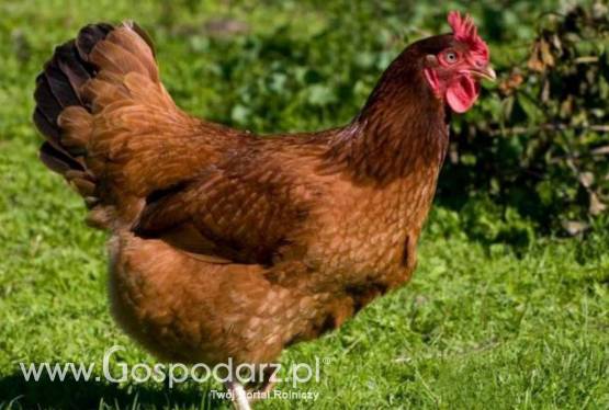 Kury nioski 10-22Tyg Różne rasy
