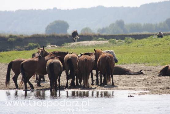 Sprzedam stara stajnia z duzymi ogrodami, stawami rybnymi