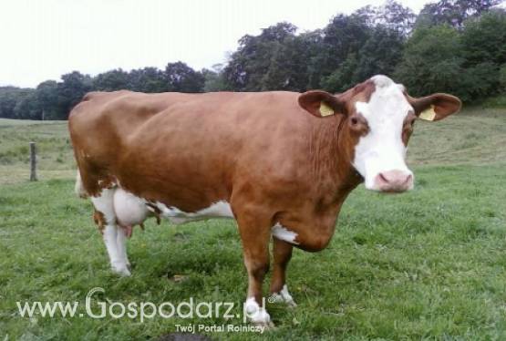 Urugwaj – Niski eksport wołowiny