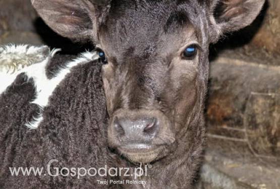 Spadek eksportu mięsa wołowego z Unii Europejskiej