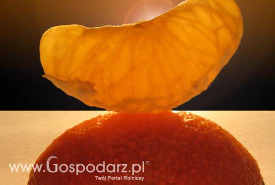 Egipt – Wzrost produkcji pomarańczy