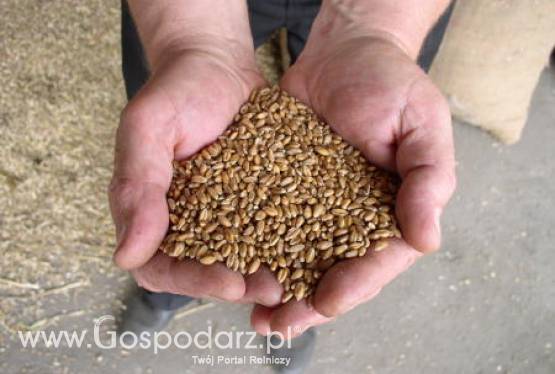 Mija termin składania wniosków o dopłatę do materiału siewnego