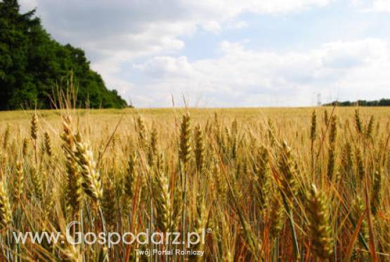 04.04.2012-Zboża. Stabilizacja notowań kontraktów futures