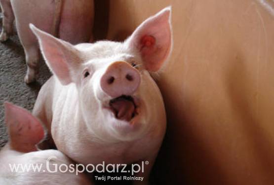 Afrykański Pomór Świń zbliża się do Unii Europejskiej