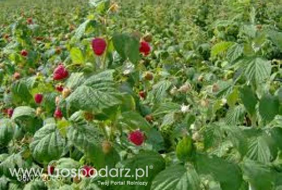 SADZONKI MALIN POLKA,POLANA ,ŻÓŁTA