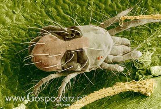 Przędziorki zagrażają jabłoniom