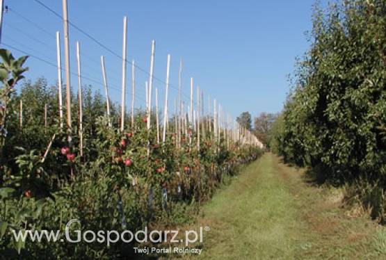 Wiosenne opryski drzew owocowych – nie spóźnijmy się