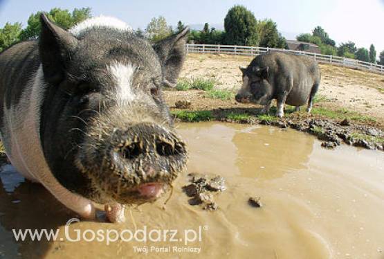 USA – Cena mięsa wieprzowego rośnie