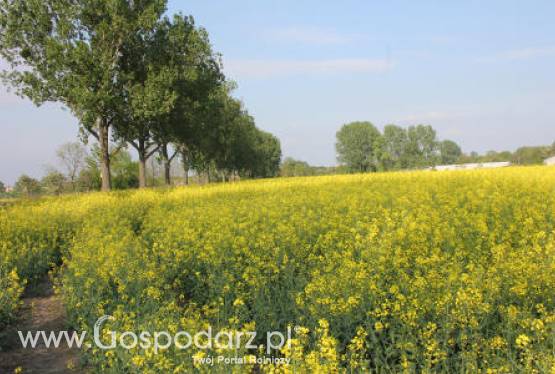 Ceny oleistych na giełdach światowych - 25.05.2012