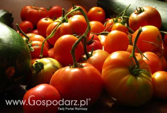 Zbiory pomidorów przemysłowych na świecie
