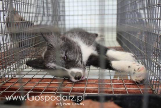 Lis Pospolity Białoszyjny