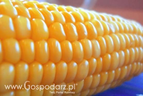 Ceny zbóż na giełdach krajowych