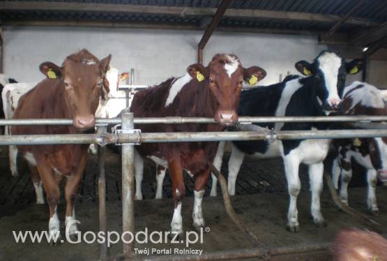 JAŁÓWKI Z HOLANDII, krowy i inne.