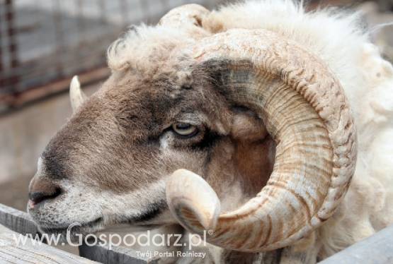 Coraz mniejszy import koziego i baraniego mięsa