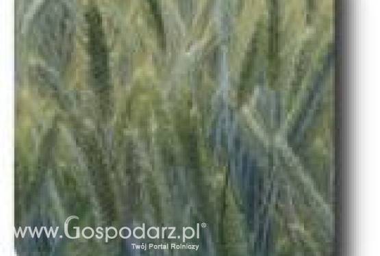 Pszenżyto ozime Bereniko