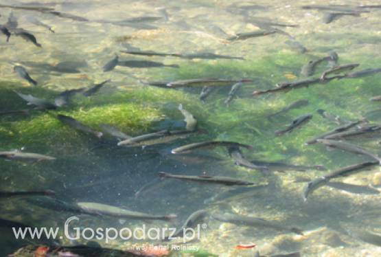 Rada ministrów ds. rolnictwa i rybołówstwa