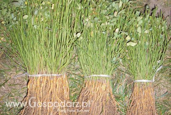 róże - podkładka róży