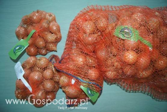 Cebula siatka 1 kg