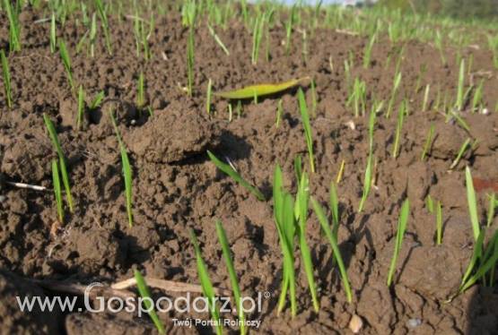 Ubezpieczenie UPRAW ROLNYCH z DOTACJĄ OD PAŃSTWA