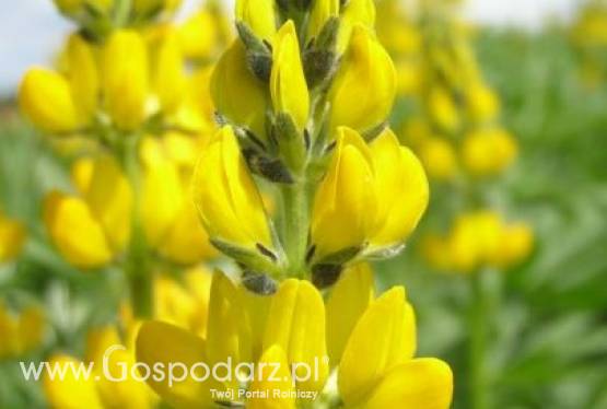 kupię łubin   łubin ekologiczny