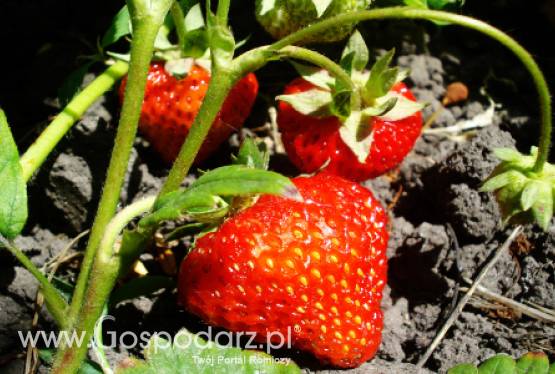 Od połowy czerwca spadną ceny truskawek