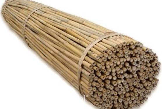 Tyczki bambusowe pełna oferta